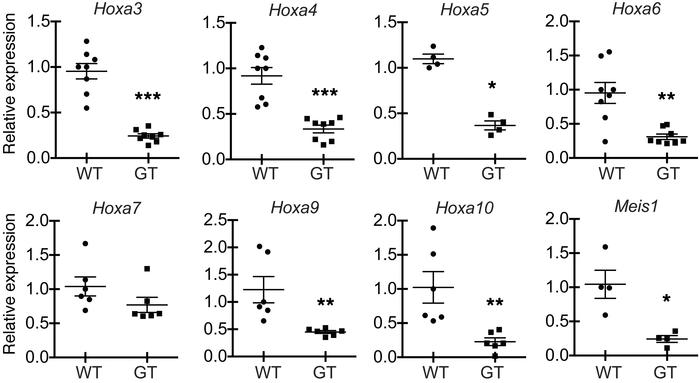 
Ash1l regulates expression of Hox and Hox-related genes in hematopoieti...