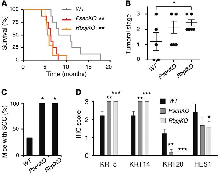 NOTCH inactivation promotes bladder cancer in mice.
(A) Kaplan-Meier sur...