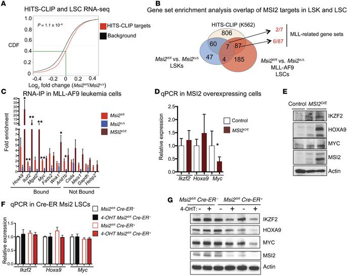 MSI2 binds and regulates the expression of Hoxa9, c-Myc, and Ikzf2.
(A) ...