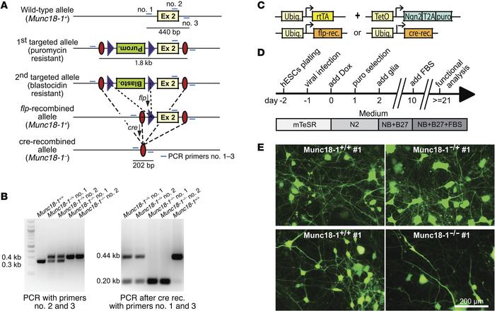 Genetic engineering of conditional STXBP1 gene mutations in human ES cel...