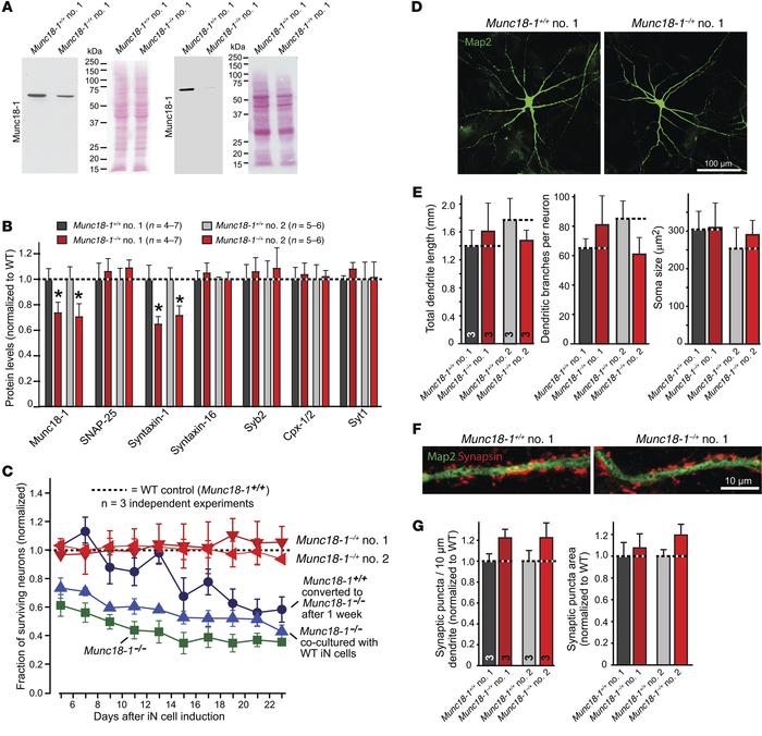 Protein composition, survival, and neuronal differentiation of STXBP1-mu...