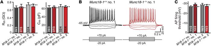 Normal intrinsic electrical properties in heterozygous STXBP1-mutant neu...
