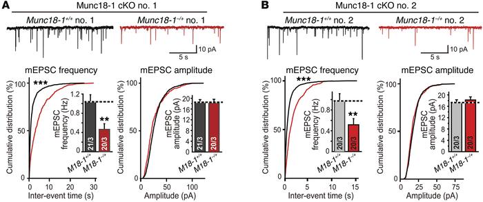 Decreased spontaneous neurotransmitter release in heterozygous STXBP1-mu...