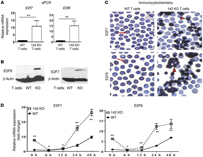 Atypical E2F proteins were significantly upregulated in miR-142 KO T cel...