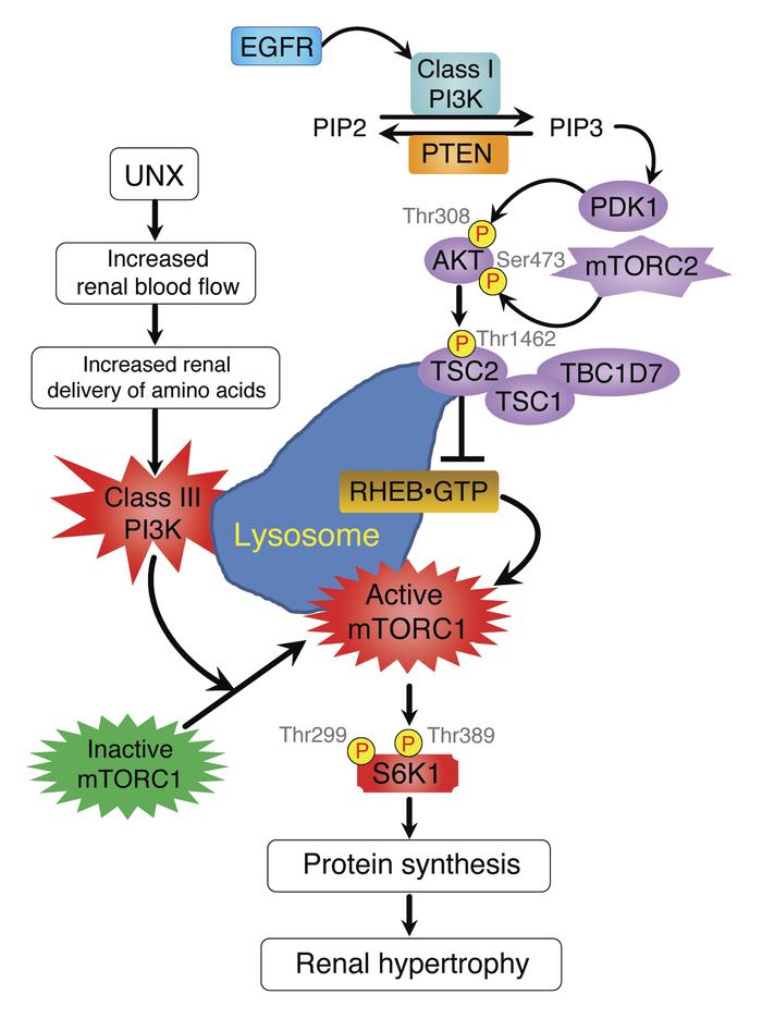 Phosphatidylinositol 3 Kinase Pathway