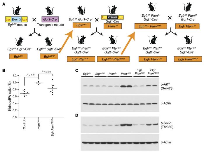 Simultaneous deletion of proximal tubule EGFR decreases the renal hypert...