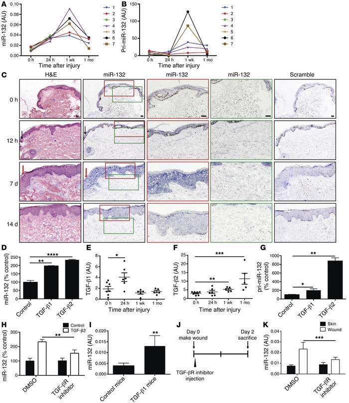 Expression and regulation of miR-132 in wounds.
Expression levels of miR...