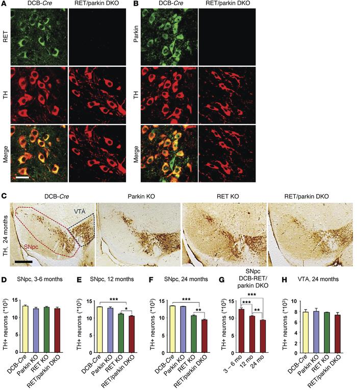 Late-onset and SNpc-specific degeneration of DA neurons in mice lacking ...