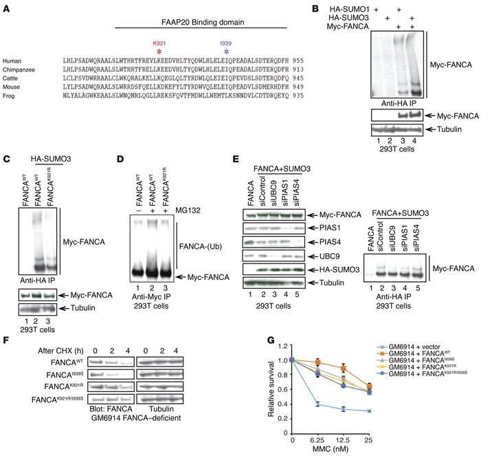 The SUMO E3 ligase PIAS1 mediates FANCA SUMOylation at K921.
(A) Alignme...