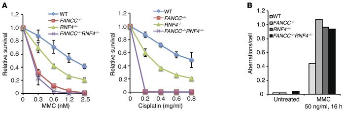 RNF4 functions in the FA/BRCA pathway.
(A) Relative survival of wild-typ...