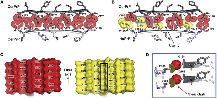 Atomic space-filling and surface representations of the PrP loop highlig...