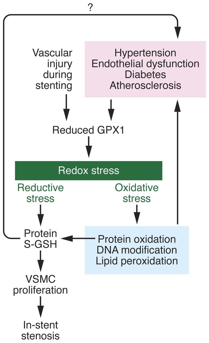 Loss of GPX1 induces oxidoreductive stress and promotes vascular remodel...