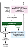 Loss of GPX1 induces oxidoreductive stress and promotes vascul