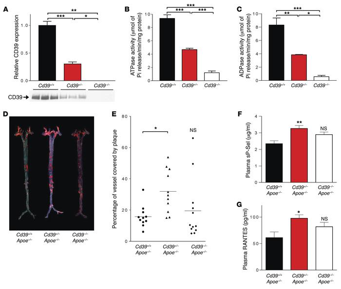 CD39 deficiency alters the course of atherogenesis.
The membrane protein...