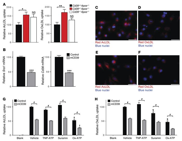 CD39 suppresses lipid uptake in macrophages.
Peritoneal macrophages isol...
