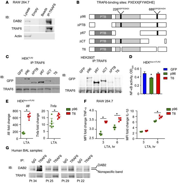 DAB2 binding to TRAF6 controls NF-κB–dependent gene expression.
(A) Co-I...