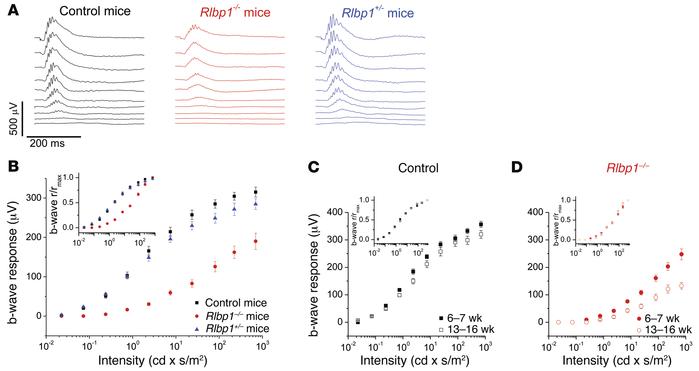 Deletion of CRALBP reduces photopic in vivo ERG–response amplitude and s...