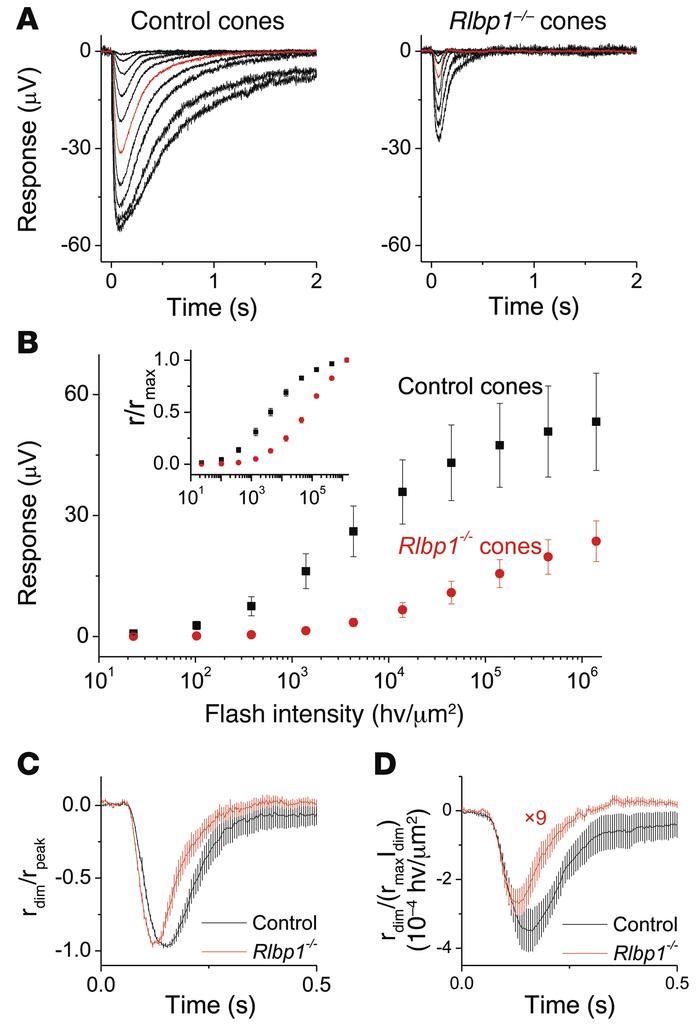 Deletion of CRALBP reduces transretinal cone-response amplitude and sens...