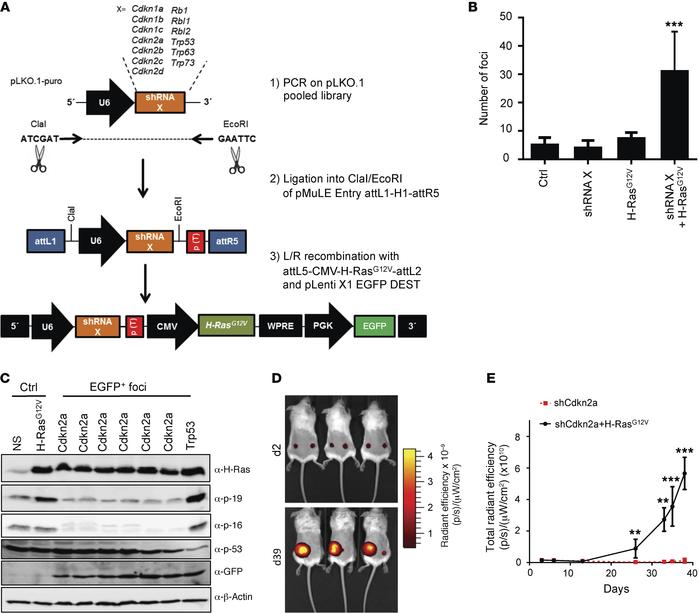 Combinatorial genetic screening using MuLE vectors.
(A) Schematic repres...