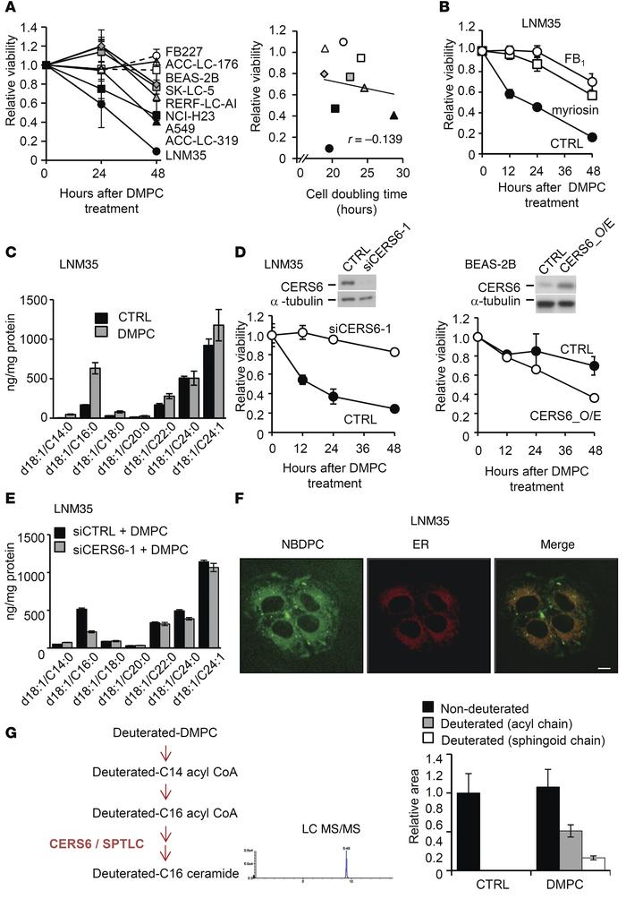 DMPC liposome induces CERS6-dependent apoptosis.
(A) MTT assays were per...