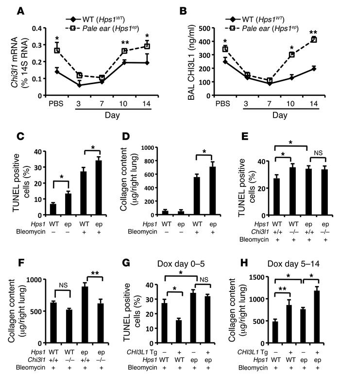 CHI3L1 levels are increased in the lungs of pale ear mice, and it does n...