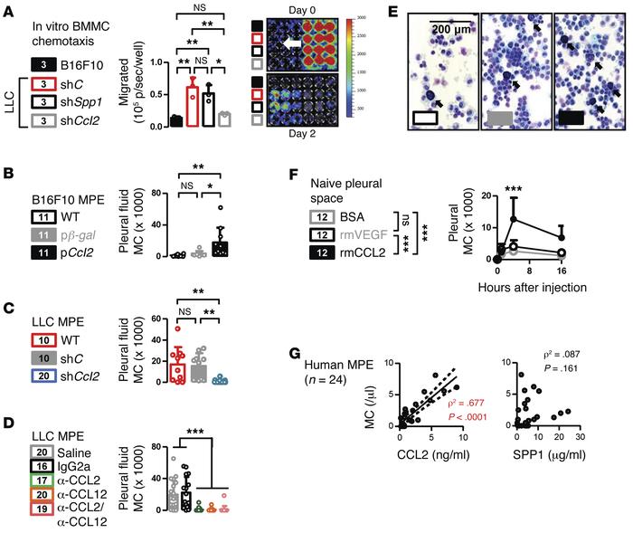 CCL2 is a tumor-derived mastokine.
(A) Summary and images of 1 represent...