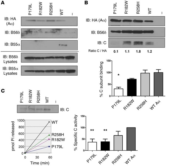 Analysis of Aα mutant complexes.
(A) Endogenous B subunit binding assays...