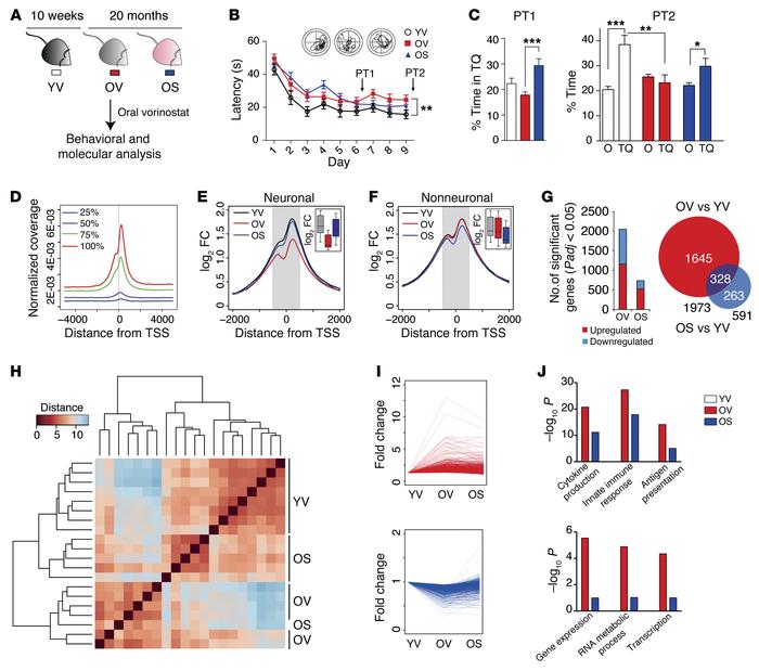 Oral administration of SAHA improves memory function in an aging model a...
