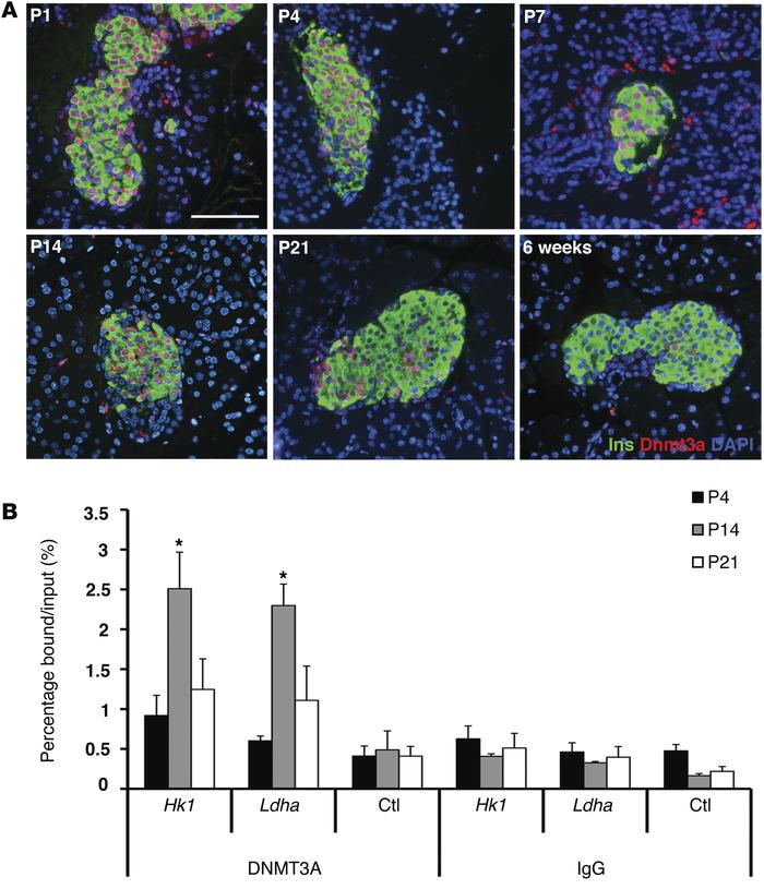 De novo DNA methyltransferase DNMT3A targets specific metabolic gene loc...