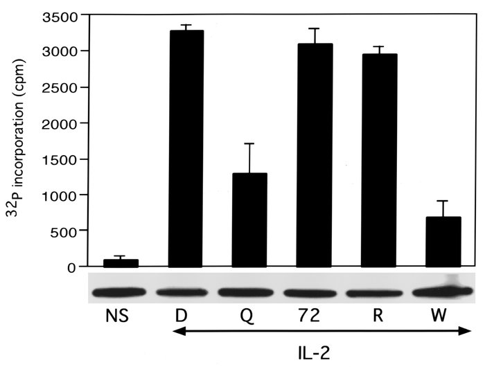 DQ 65-79 inhibits Akt kinase activity. Cells were stimulated with IL-2 i...
