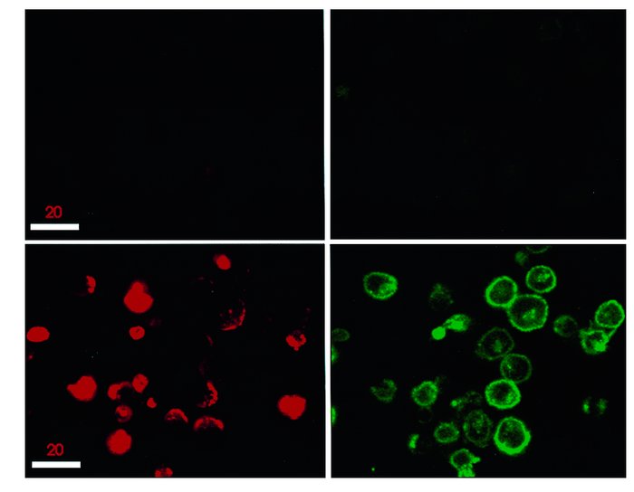 The DQ 65-79 peptide localizes both to the membrane and within the cell....