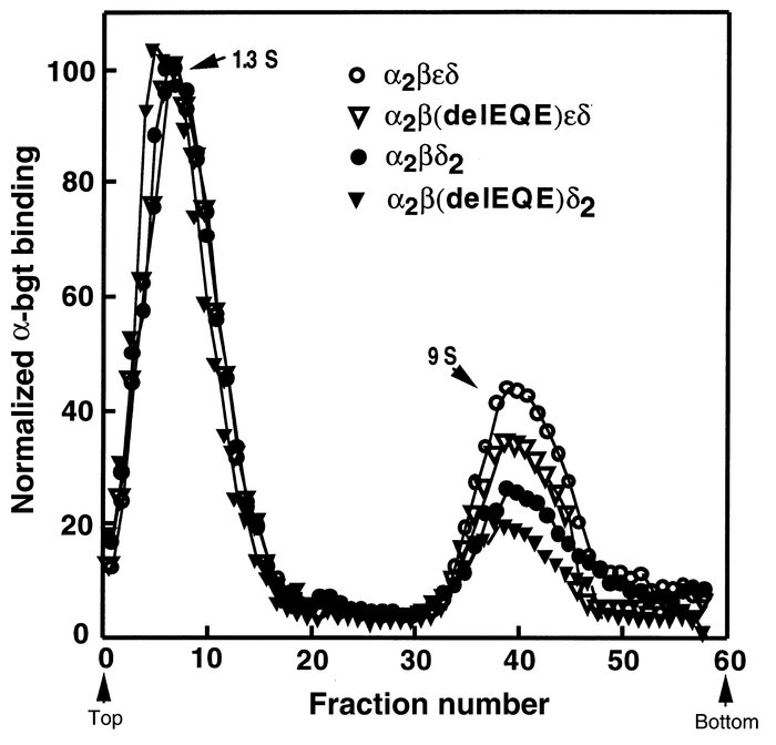 Sucrose gradient centrifugation of AChRs from saponin-permeabilized cell...