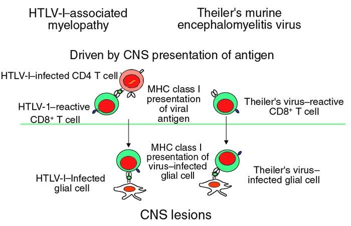 Pathogenesis of immune-mediated inflammatory CNS viral disease.