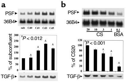 PSF mRNA expression is increased by cell confluency. (a) REC RNA was iso...