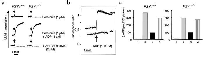 Conserved potentiating effect of ADP through activation of the P2cyc rec...