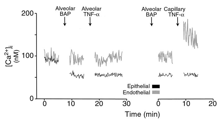 Ca2+ chelation in a single alveolocapillary unit. BAP (BAPTA-AM), 40 μM....