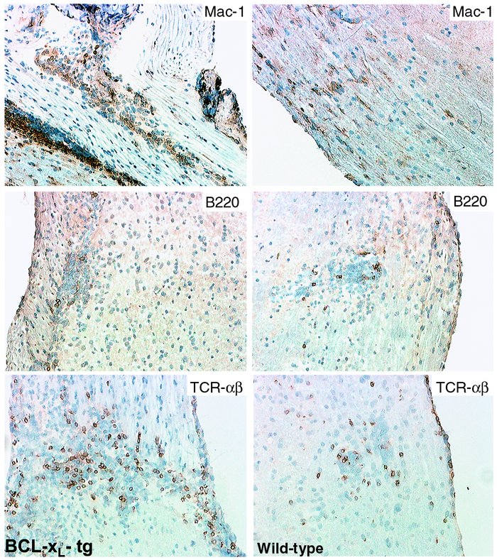 Microphotograph (magnification ×200) of representative spinal cord secti...