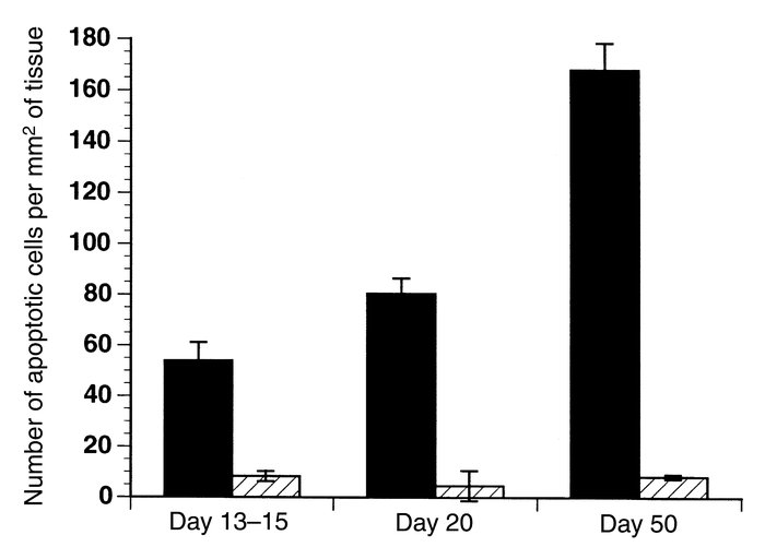 Quantitation of TUNEL-positive cells in the CNS of Bcl-xL and wild-type ...
