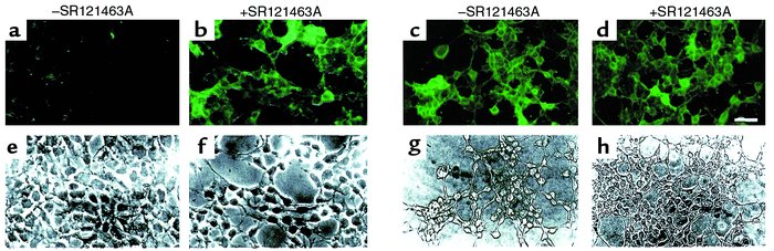 SR121463A treatment increases the presence of the del 62-64 V2R at the c...