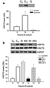 Effect of incubation of pancreas fragments with quercetin or antisense/sens