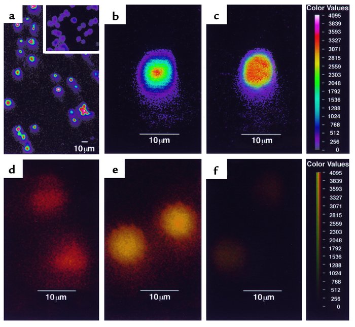 Visualization of neo-transduced CD8+ T cells by confocal laser microscop...