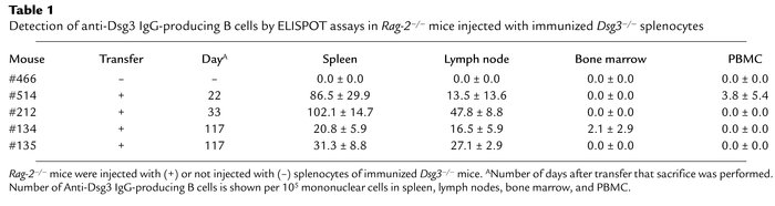 Detection of anti-Dsg3 IgG-producing B cells by ELISPOT assays in Rag-2–...