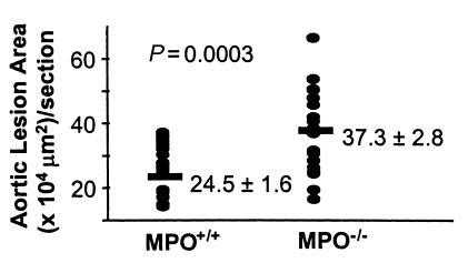 Effect of MPO deficiency on atherosclerosis development in mice. LDLR-de...
