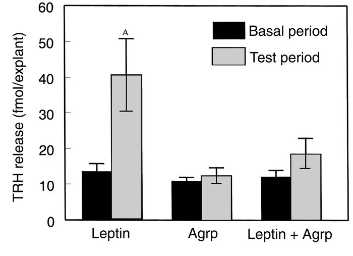 The effect of leptin (100 nM), Agrp (83–132) (100 nM), and both leptin (...