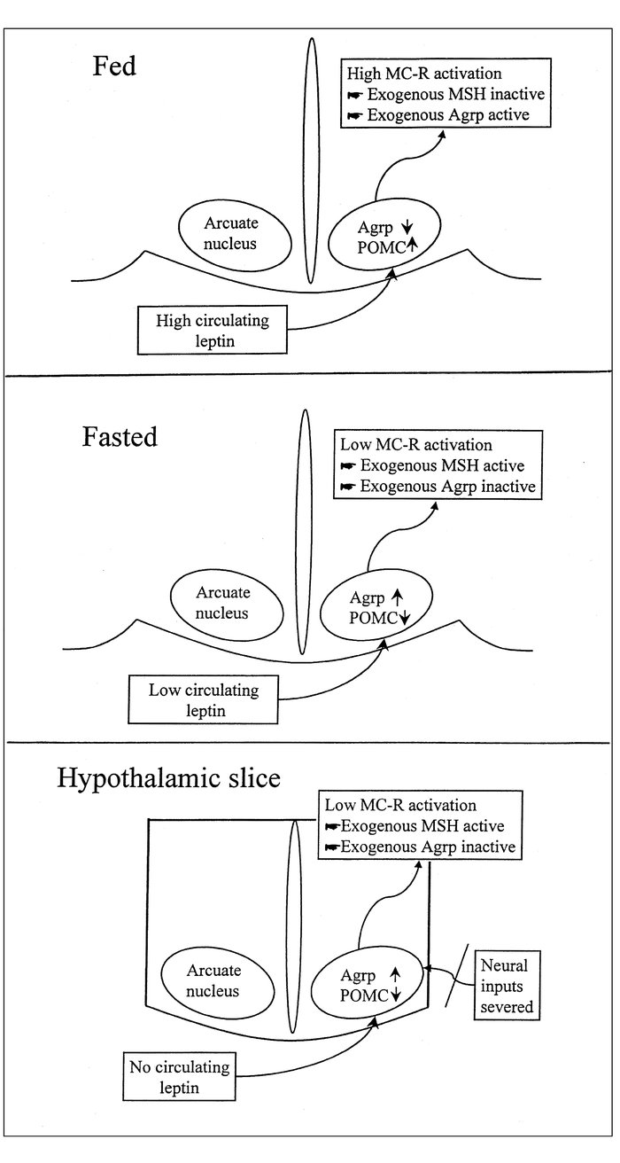 A hypothetical model showing changes of hypothalamic POMC, Agrp, and mel...