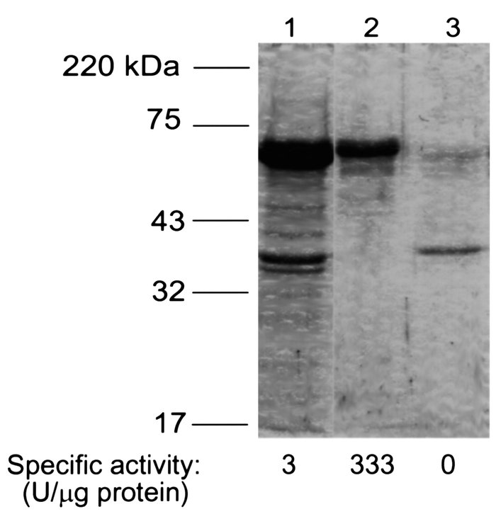Gel (9% SDS-PAGE) of EAEC flagellar isolation. Samples were concentrated...
