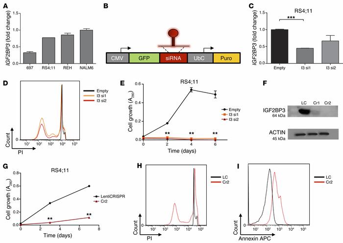 IGF2BP3 knockdown leads to disruptions of cell growth and increased apop...