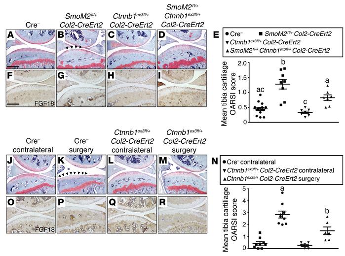 Activation of β-catenin in chondrocytes attenuates hedgehog and surgical...
