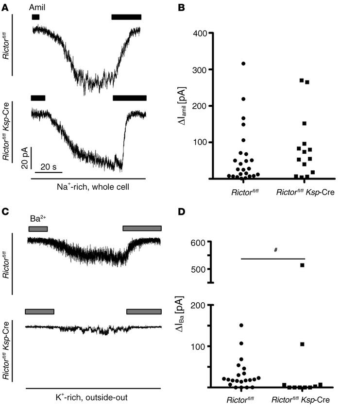 mTORC2 is required to enable a barium-sensitive apical K+ conductance.
(...