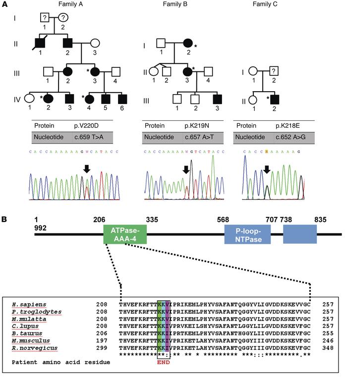 Identification of SLFN14 mutations in 3 unrelated families with a domina...